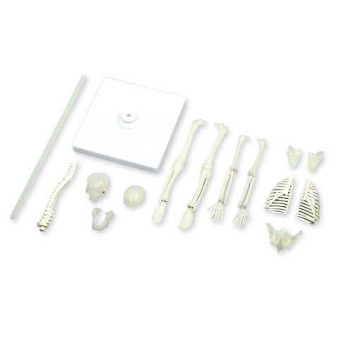 Artec Bone Assembly Preview 3